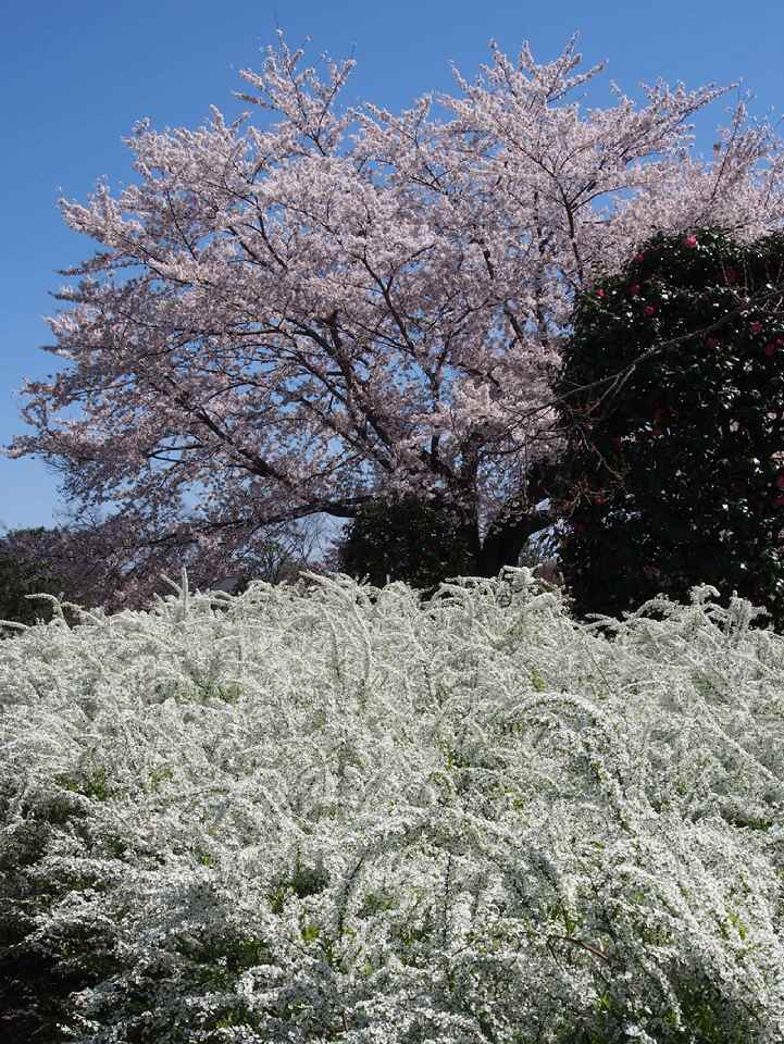 桜と雪柳