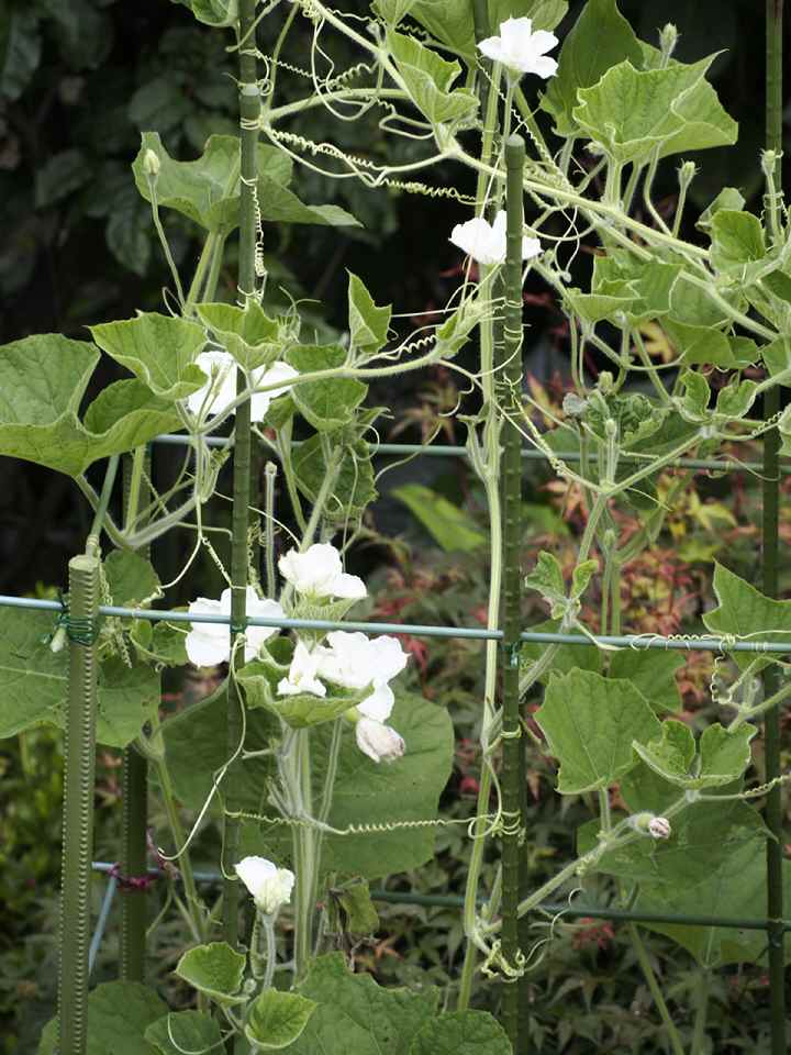 雅勒の散歩路 瓢箪から