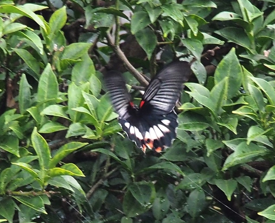 ナガサキアゲハ_♀