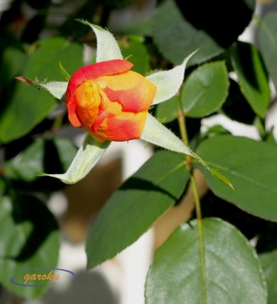 1.アンネの薔薇_蕾