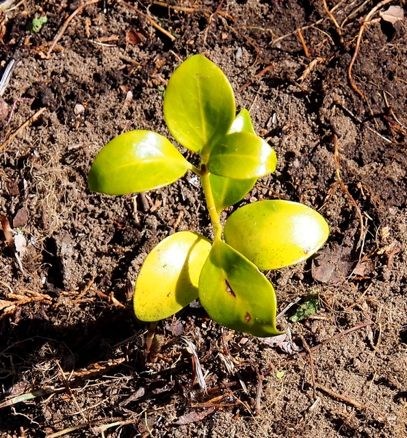 5.しきびの新芽
