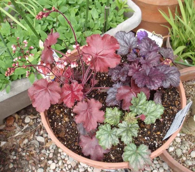 ヒューケラ_4.21