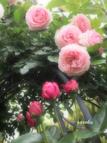 Pierre de Ronsard_6.03-0092