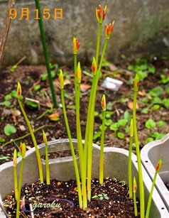 1.花は葉を思う