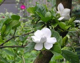 P7260066