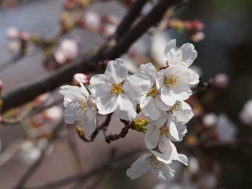 桜