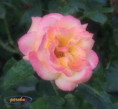 5.アンネの薔薇_ピンク(平和への願い)