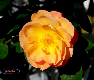 3.アンネの薔薇_咲き始め(黄色)