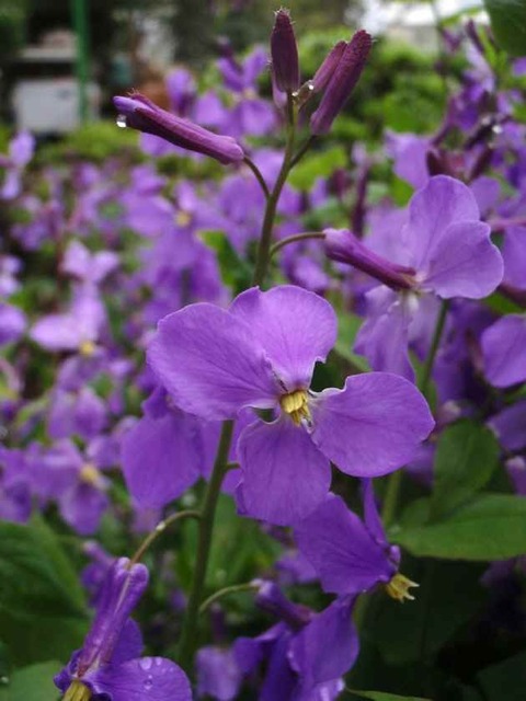 ハナダイコン_4.28