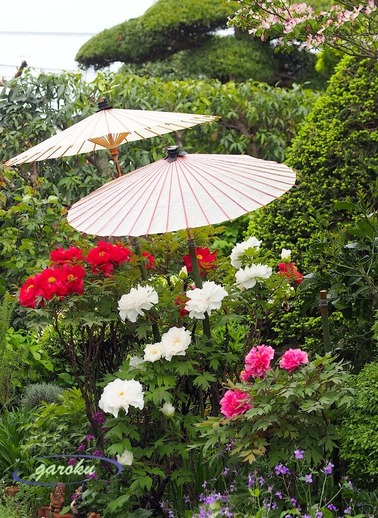 1.ハナミズキの下の牡丹