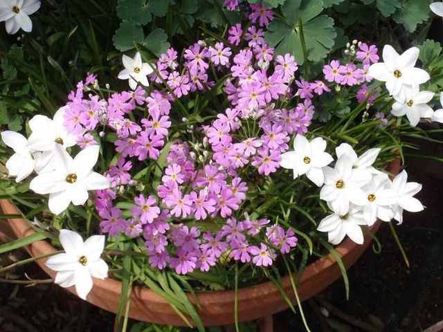 サクラソウとハナ二ラ_4.19