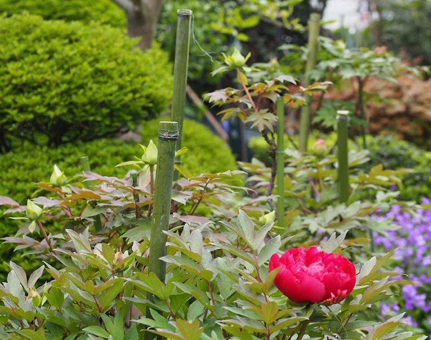 番傘の準備_4.24