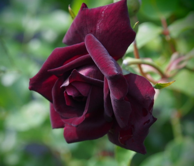 ルイ１６世_5.31-0070