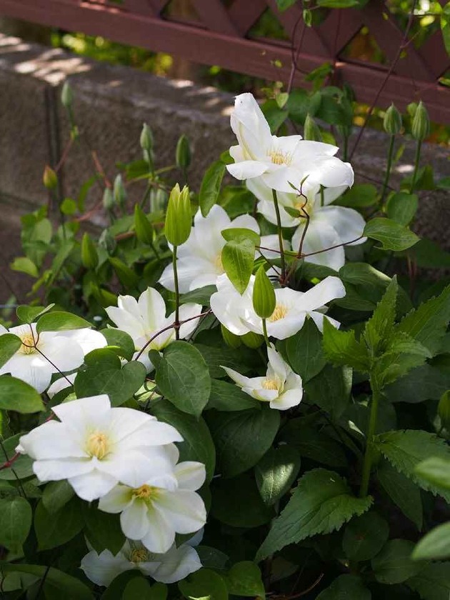 Clematis '白雪姫' _5.07