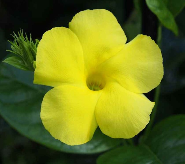 ウレキテスサマーブーケ_8.19