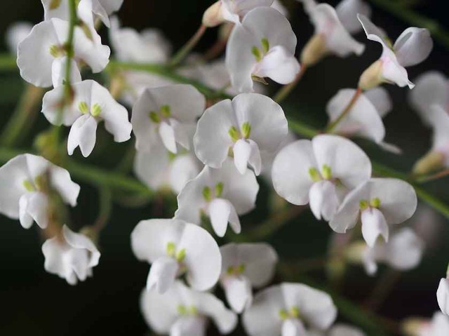 HardenBergia(白)2_12.17