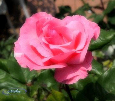 1.Queen Elizabeth(Gr)_2