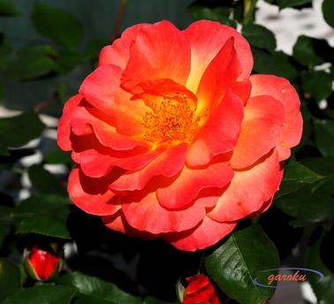 4.アンネの薔薇_深紅(情熱)