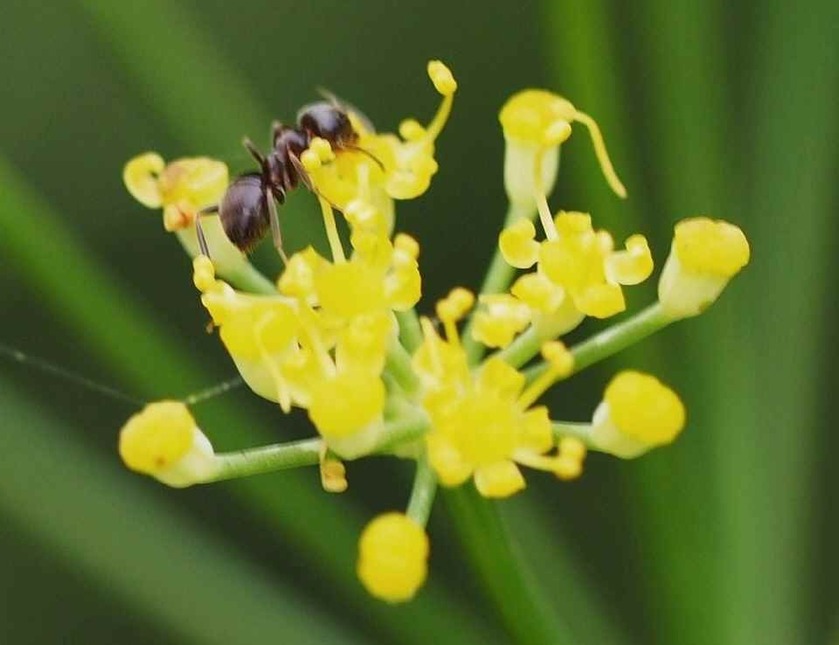 フェンネル(花と蟻)_7.14