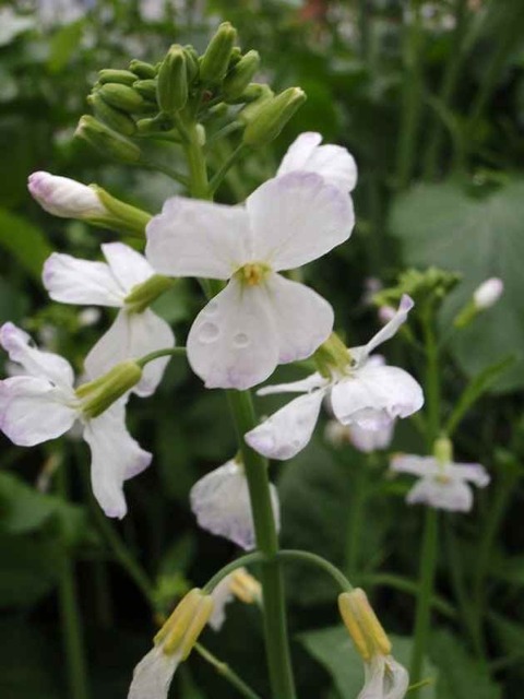 大根の花_4.28