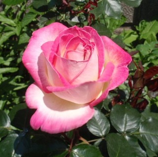 プリンセス ドゥ モナコ