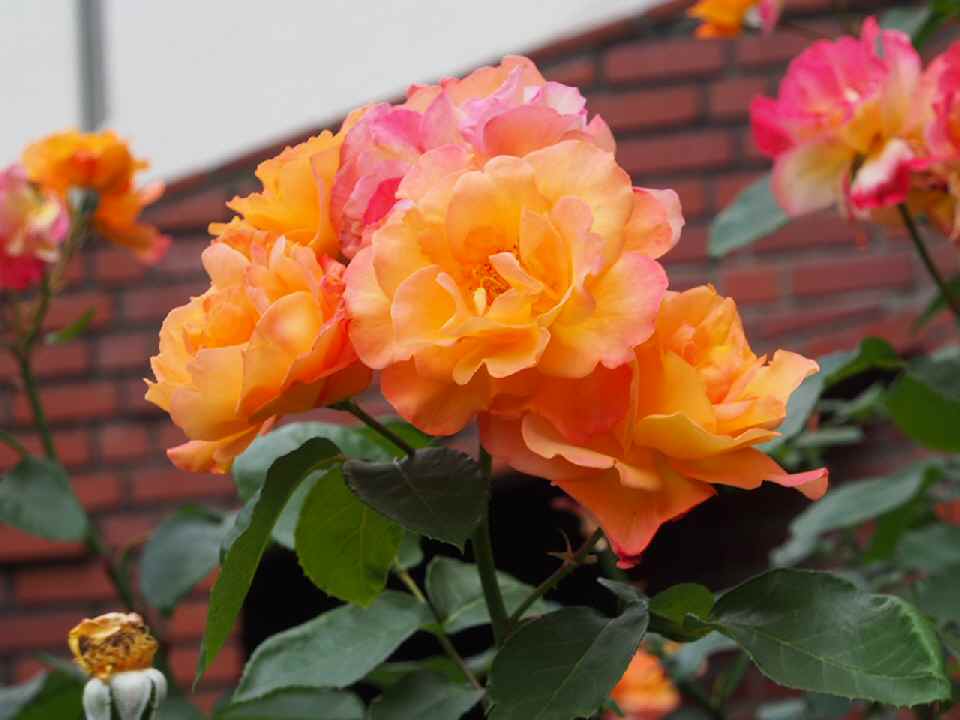 キリスト教大学_アンネの薔薇