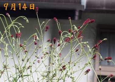 05.吾亦紅_9.14