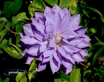 02.ベル・オブ・ウォーキング_Up