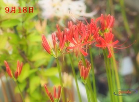 2.曼珠沙華