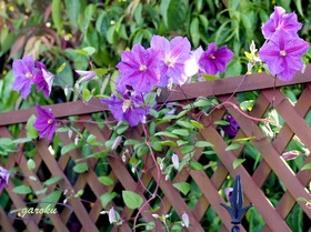 3.クレマチス_5月