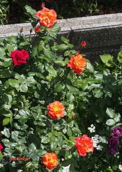 40.プリンセス・ミチコ