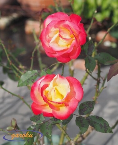 06.チャールストン(FL)_12.05Up