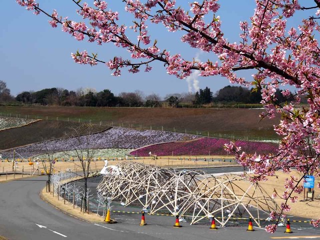 河津桜と芝桜_3.15