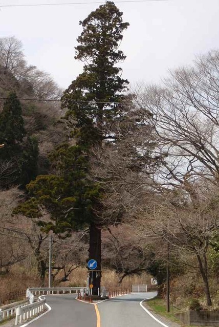 本山の一本杉