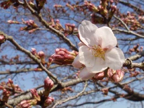 桜の開花