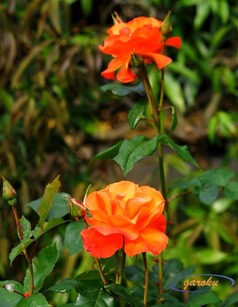 2.プリンセス・ミチコ (F)