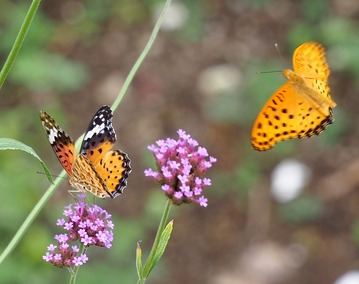 ツマグロヒョウモン