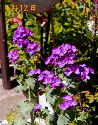 7.大判草_4.12