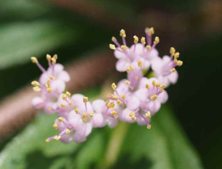 紫式部(花)_7.12