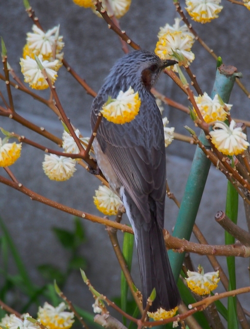蜜を吸う