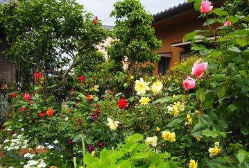 02.地植えの薔薇