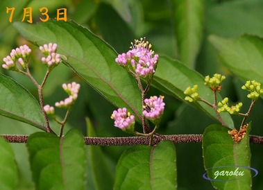 01.小紫の花_7.03