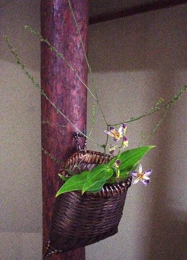 季(とき)の庭ＨＰ_水引き草・不如帰