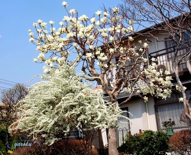 1.白木蓮と雪柳