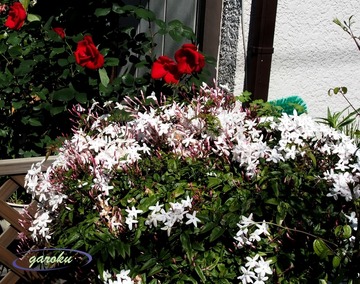 1.ハゴロモジャスミン_2