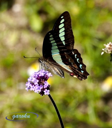 02.アオスジアゲハ