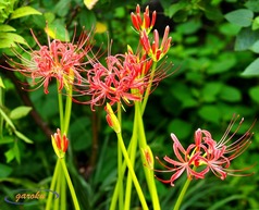 彼岸花_紅
