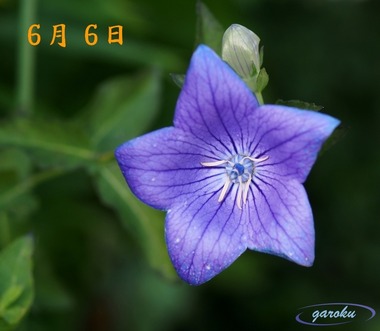 01.桔梗_6.06