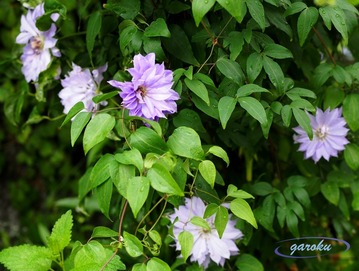 02.ベル・オブ・ウォーキング