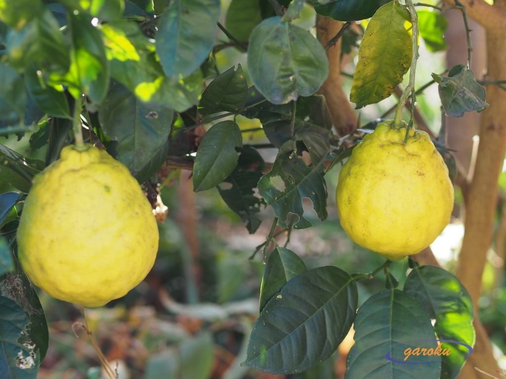 雅勒の散歩路 ジャンボレモンの収穫